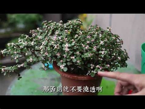 金枝玉葉植物|【金枝玉葉植物】金枝玉葉植物養護攻略！掌握 7 大關。